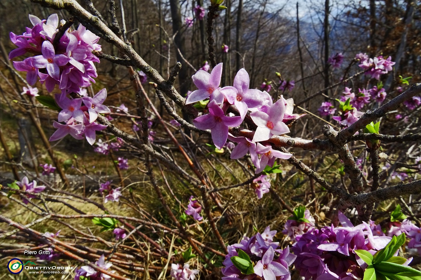 37 Fiori di stecco (Daphne cneorum).JPG -                                